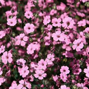 国華園 種 花たね 赤花かすみ草 1袋(400mg) / 花の種 通販 花種 はなたね カスミソウ 霞草 切花向き