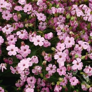 国華園 種 花たね サポナリア 桃花 1袋(1000mg) / 花の種 通販 花種 はなたね ソープワート シャボンソウ 石鹸草