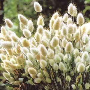 種 花たね ラグラス オバタス 1袋(100mg)｜花と緑 国華園