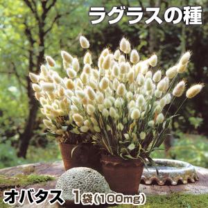 種 花たね ラグラス オバタス 1袋(100mg)｜花と緑 国華園