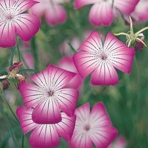 国華園 種 花たね アグロステンマ ローズ 1袋(1000mg) / 花の種 通販 花種 はなたね ムギセンノウ ムギナデシコ 麦仙翁 麦撫子