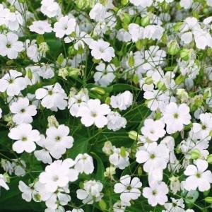 国華園 種 花たね サポナリア 白花 1袋(1000mg) / 花の種 通販 花種 はなたね ソープワート シャボンソウ 石鹸草