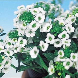 国華園 種 花たね アリッサム 白花 1袋(100mg) / 花の種 通販 花種 はなたね 花壇向き 鉢植え向き グランドカバー