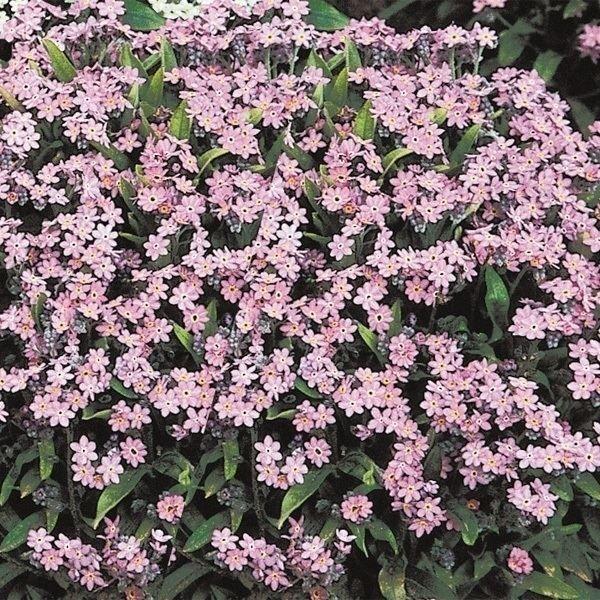 国華園 種 花たね わすれな草 ローズ 1袋(100mg) / 花の種 通販 花種 はなたね 勿忘草...
