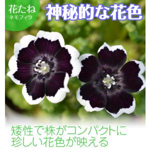 国華園 種 花たね ネモフィラ ペニーブラック...の詳細画像1