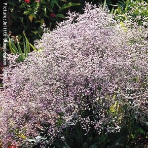 国華園 種 花たね 宿根スターチス ラティフォリウム 1袋(50mg) / 花の種 通販 花種 はなたね 宿根草 リモニウム リモニューム