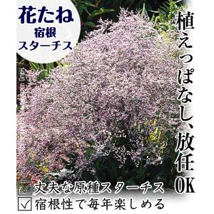国華園 種 花たね 宿根スターチス ラティフォ...の詳細画像1