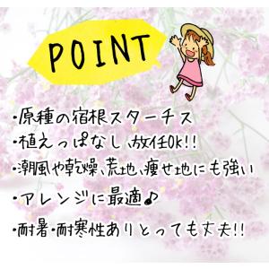 国華園 種 花たね 宿根スターチス ラティフォ...の詳細画像2