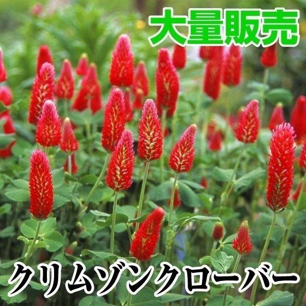 国華園 種 花たね 大量たね クリムゾンクローバー 1袋（100g） / 花の種 通販 花種 景観形...