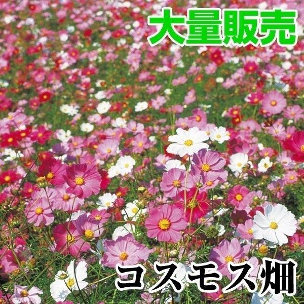 国華園 種 花たね 大量たね コスモス畑 1袋（100g） / 花の種 通販 花種 はなたね 秋桜 ...
