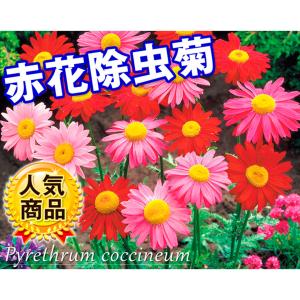 国華園 種 花たね 赤花除虫菊混合 1袋(15...の詳細画像1