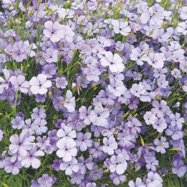 花種 花たね ビスカリア ブルーエンジェル  1袋（300mg）