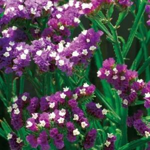 国華園 種 花たね スターチス パープル 1袋(100mg) / 花の種 通販 花種 はなたね リモニウム リモニューム 切花向き