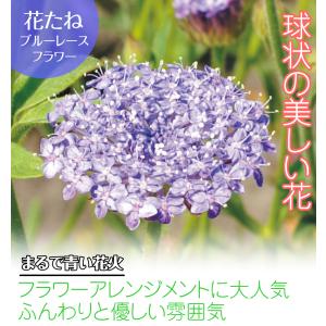国華園 種 花たね ブルーレースフラワー 1袋...の詳細画像1