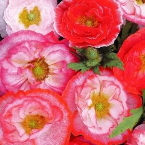 国華園 種 花たね ポピー 虞美人草 フォーリンラブミックス 1袋(60mg) / 花の種 通販 花種 はなたね 虞美人草 グビジンソウ 雛罌粟 ヒナゲシ