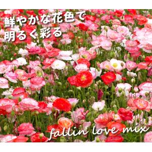 国華園 種 花たね ポピー 虞美人草 フォーリ...の詳細画像1