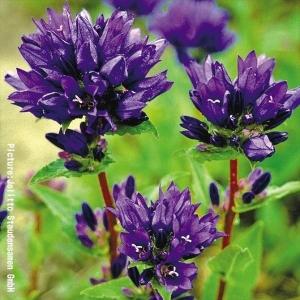 2026年7月】ガーベラ 種（花の種）のおすすめ人気ランキング - Yahoo