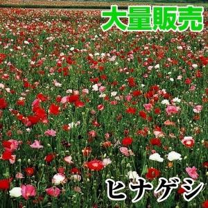 国華園 種 花たね 大量たね ヒナゲシ 1袋（80g） / 花の種 通販 花種 はなたね シャーレポピー 虞美人草 シャーレーポピー 景観形成 大容量 大量種