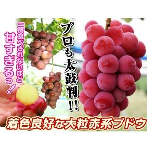 国華園 果樹苗 ブドウ クイーンニーナPVP 1株の詳細画像1