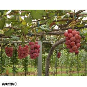 国華園 果樹苗 ブドウ クイーンニーナPVP 1株の詳細画像2