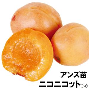 平和】 接木苗 アンズ [果樹苗木 杏 あんず] : ガーデン ストーリー