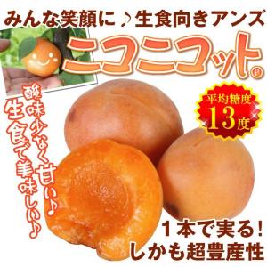 国華園 果樹苗 アンズ ニコニコットPVP 1株の詳細画像1