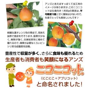 国華園 果樹苗 アンズ ニコニコットPVP 1株の詳細画像2