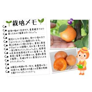 国華園 果樹苗 アンズ ニコニコットPVP 1株の詳細画像3