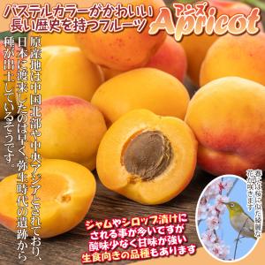 国華園 果樹苗 アンズ ニコニコットPVP 1株の詳細画像4