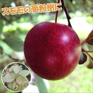 国華園 果樹苗 スモモ ハリウッド 1株 スモモ受粉樹