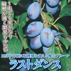 国華園 果樹苗 プルーン ラストダンス 1株の詳細画像1