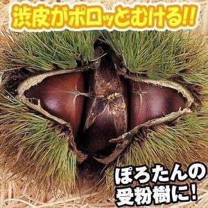国華園 果樹苗 マカダミアナッツ クーパー 1株 : 花と緑 国華園 - 通販