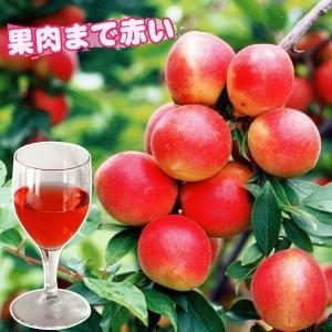 梅 苗木 苗 露茜PVP (大梅) 1株 / ウメ 梅の木 露茜梅 大梅 果樹苗 国華園