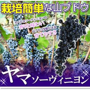 国華園 果樹苗 山ブドウ ヤマソーヴィニヨン 1株の詳細画像1