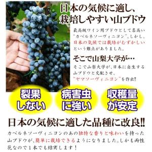 国華園 果樹苗 山ブドウ ヤマソーヴィニヨン 1株の詳細画像2