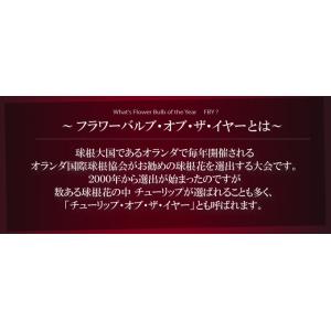 国華園 チューリップ 球根 バレリーナ 50球...の詳細画像2