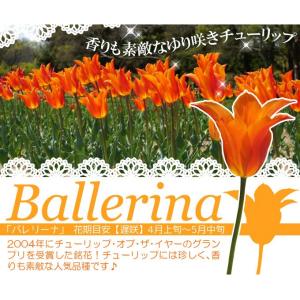 国華園 チューリップ 球根 バレリーナ 50球...の詳細画像1