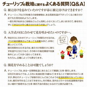 国華園 チューリップ 球根 バレリーナ 50球...の詳細画像4