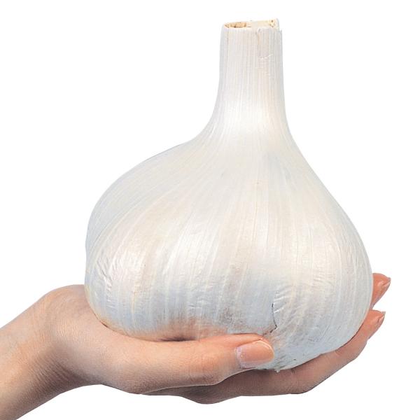 国華園 ニンニク 種球 ジャンボニンニク 種球 1kg / にんにく ニンニクの種 にんにくのたね ...
