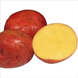 種芋 秋植えじゃがいも アンデス赤 2kg / ジャガイモ