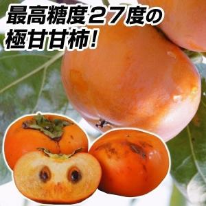 果樹苗 甘柿 恋姫 1株｜花と緑 国華園