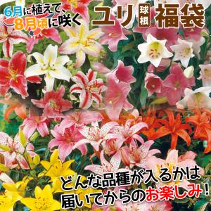 8月咲 ユリ 球根 ユリ福袋 15球 (品種見...の詳細画像3