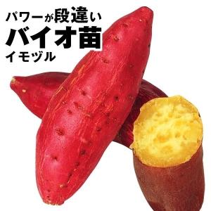 2025年 予約商品】本場徳島産サツマイモ切り苗 10本束 【芋ズル】 鳴門