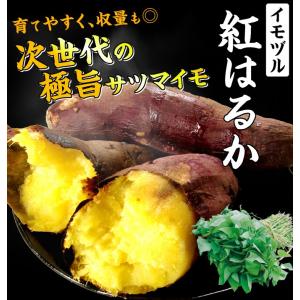 国華園 イモヅル 芋づる べにはるかPVPイモ...の詳細画像1