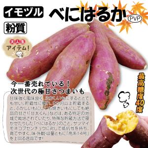 国華園 イモヅル 芋づる べにはるかPVPイモ...の詳細画像2