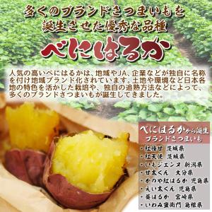 国華園 イモヅル 芋づる べにはるかPVPイモ...の詳細画像4