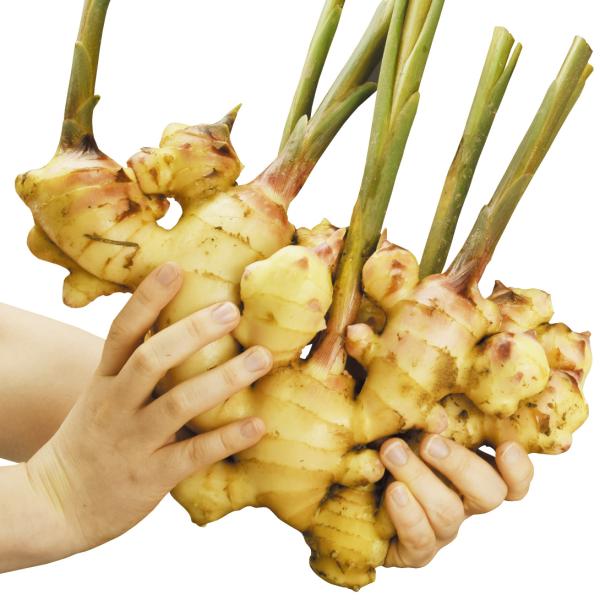 種ショウガ 八郎ショウガ 500g / 生姜 しょうが 家庭菜園 自家菜園 人気 有名 大きい生姜 ...