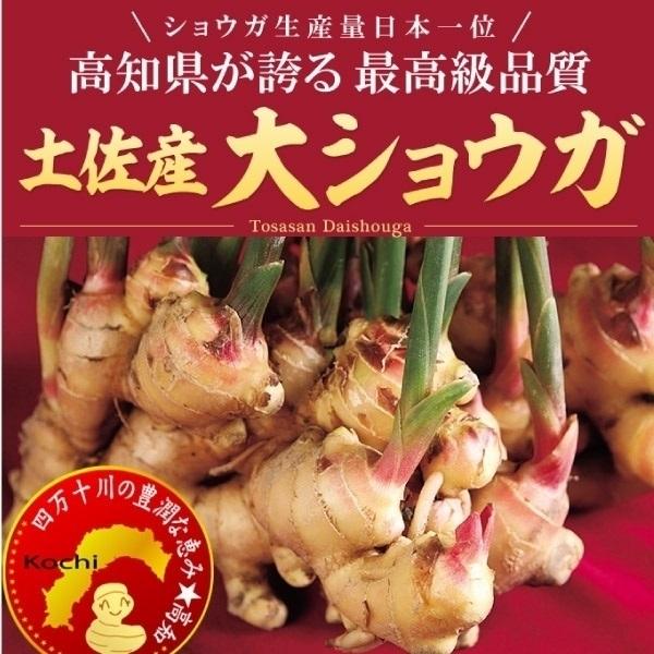 種ショウガ 土佐産大ショウガ 1kg / 生姜 しょうが 家庭菜園 自家菜園 人気 国産 高知 大き...