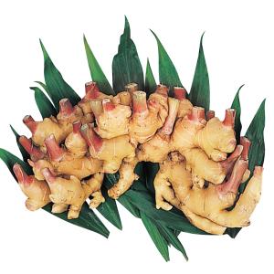 種ショウガ 三州ショウガ 500g / 生姜 しょうが 家庭菜園 自家菜園 小生姜 小ショウガ さんしゅう ショウガオール