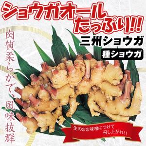 種ショウガ 三州ショウガ 500g / 生姜 ...の詳細画像1